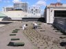 Planting plugs in rooflite extensive mc in sectioned areas