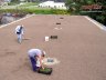 Preparing to spread sedum cuttings across leveled rooflite extensive mc
