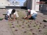 Planting plugs in rooflite extensive mc in sectioned areas