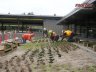 Planting plugs in rooflite extensive mc in a random pattern