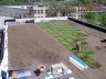 Unrolling sedum mats on rooflite extensive mc
