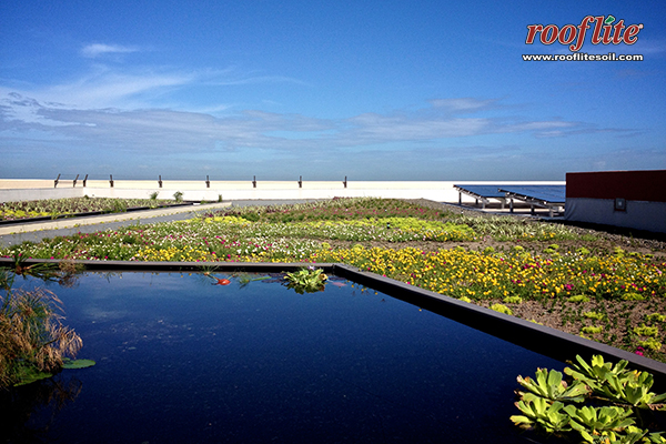 Caurtel de Ballaja Green Roof - rooflite