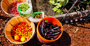 rooftop farming