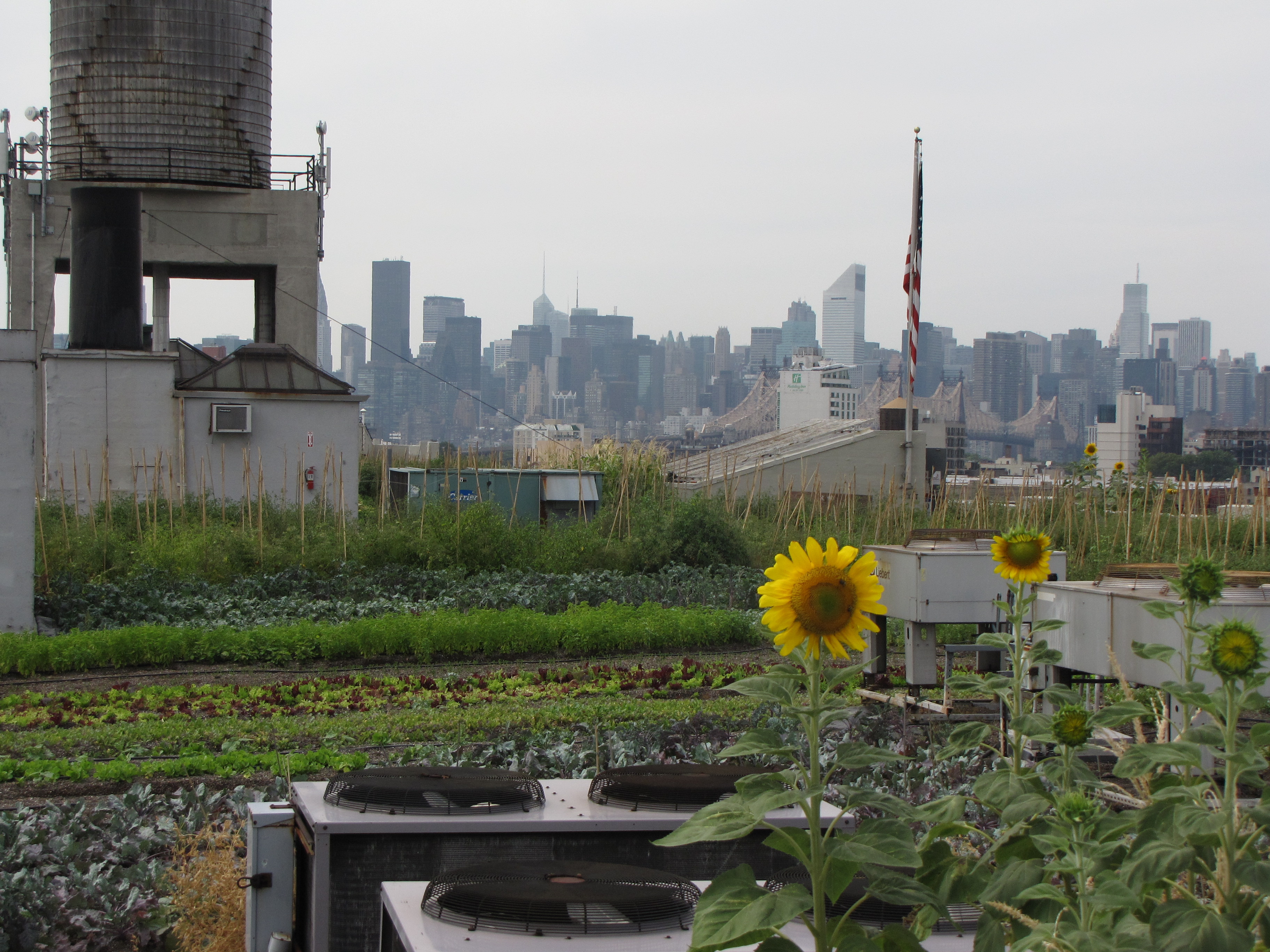 Brooklyn Grange Farm