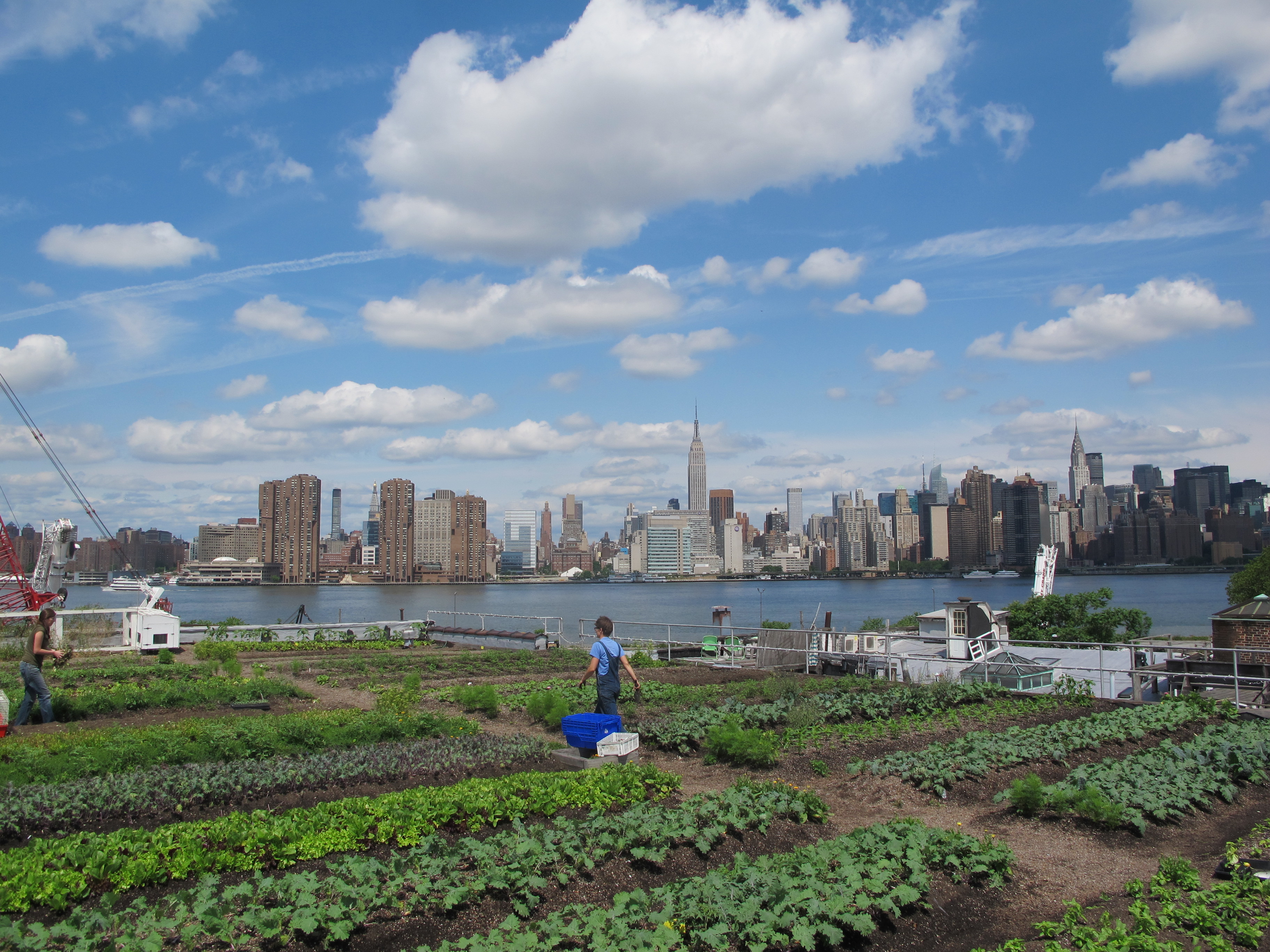 Eagle-Street-Rooftop-Farm-Annie-Novak-Rooftop-Growing-Guide