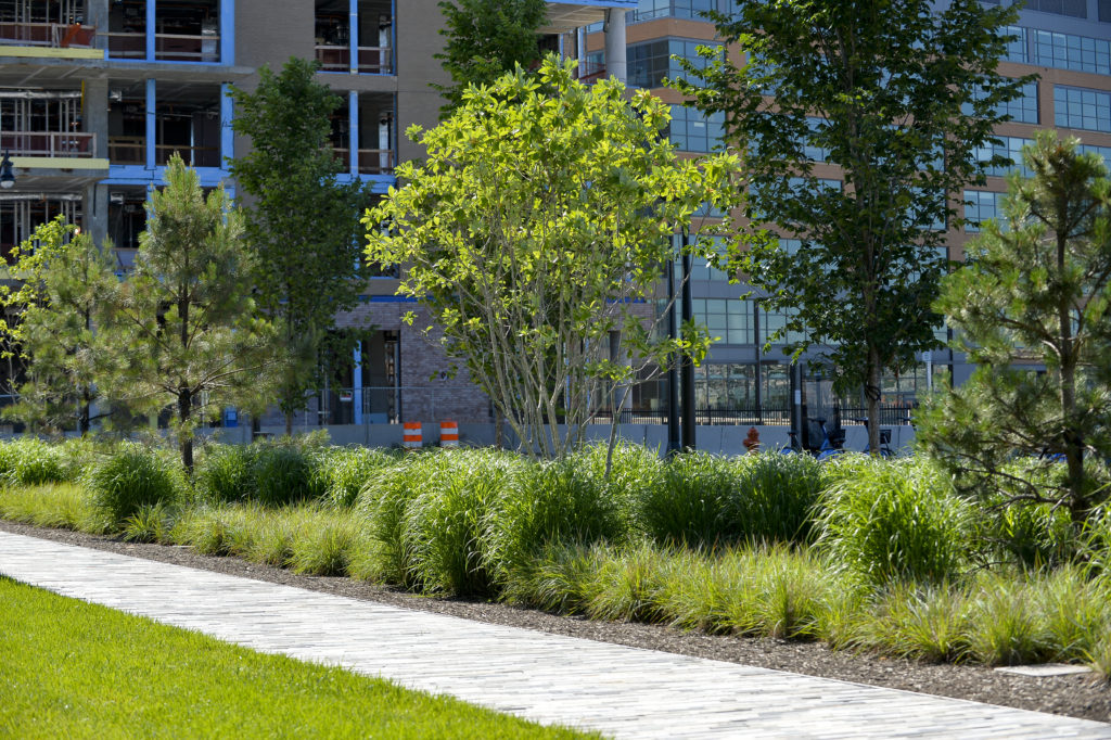 Planting Trees on Roofs & Using Deep Systems rooflite Green Roof